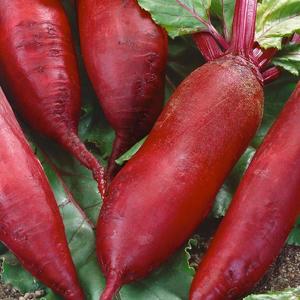 Cvikla podlhovastá Renova vyobraziť