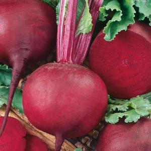 Betina cvikla guľatá vyobraziť