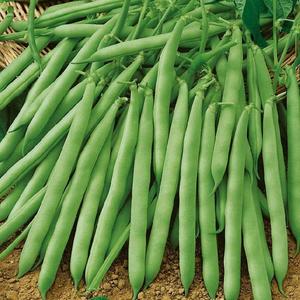 Fazuľa kríčková, zelenostruková Sigma vyobraziť