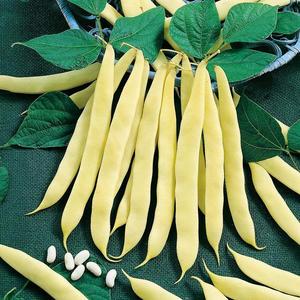 Fazuľa kríčková, žltostruková Maxidor vyobraziť