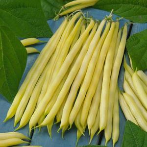 Fazuľa kríčková, žltostruková Blanche vyobraziť