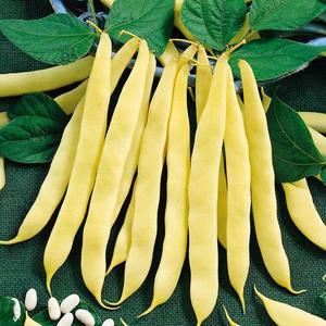 Fazuľa kríčková Premium vyobraziť