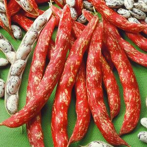 Fazuľa kolíková, strakavá Borlotto vyobraziť