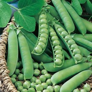 Hrach záhradný Prémium vyobraziť