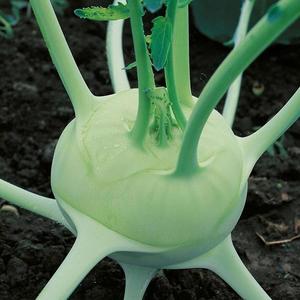 Kaleráb biely, skorý Luna vyobraziť