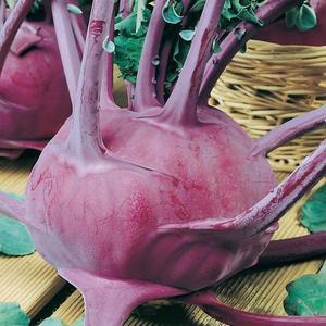 Kaleráb modrý, neskorý Violeta vyobraziť