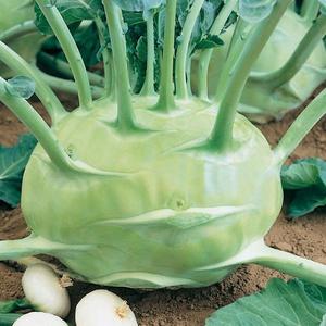 Kaleráb biely, neskorý Gigant vyobraziť