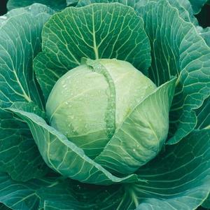 Kapusta neskorá Polar vyobraziť