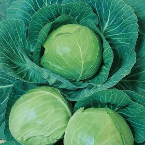 Kapusta neskorá Midor F1 vyobraziť