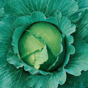 Kapusta neskorá Avak F1 vyobraziť