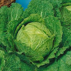 Kel hlávkový skorý vyobraziť