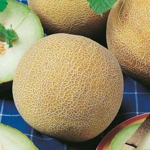 Melón cukrový Solartur vyobraziť