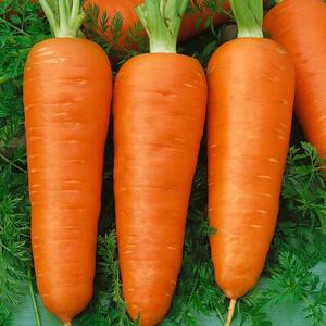 Mrkva poloskorá Katrin vyobraziť