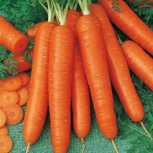 Mrkva neskorá Cortina F1 vyobraziť