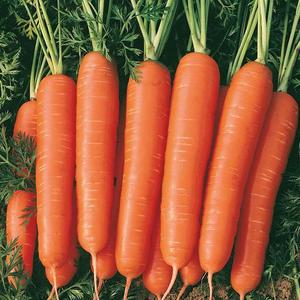 Mrkva neskorá Darina vyobraziť