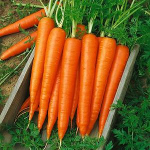 Mrkva neskorá Francis vyobraziť