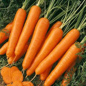 Mrkva poloskorá Korina vyobraziť