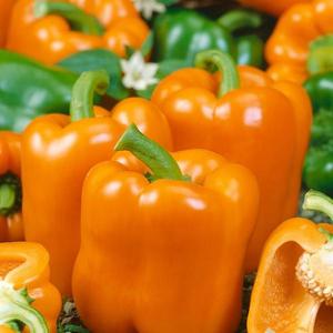 Paprika skleníková Kubista F1 vyobraziť