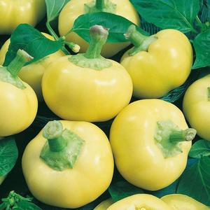 Paprika Evita vyobraziť