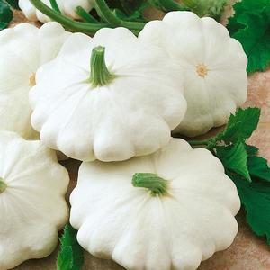 Patizon Disco vyobraziť