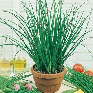 Pažítka pravá Bohemia vyobraziť