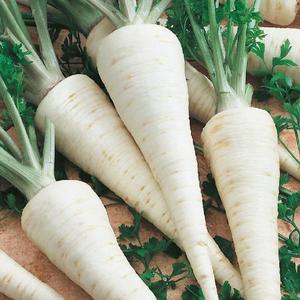 Petržlen koreňový Alba vyobraziť