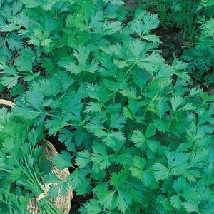 Petržlen Festival 68 vyobraziť