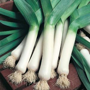 Pór letný Albos vyobraziť