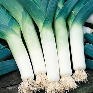 Pór zimný, na prezimovanie Elefant vyobraziť