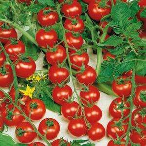 Rajčiak Cherrola F1 vyobraziť