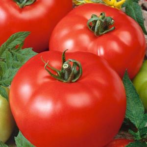 Rajčiak kolíkový skorý Orkado F1 vyobraziť