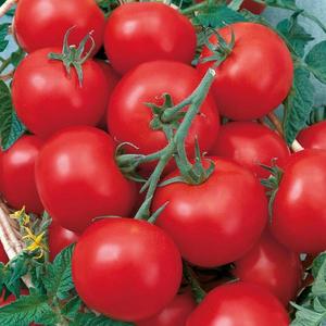 Rajčiak Pedro F1 vyobraziť