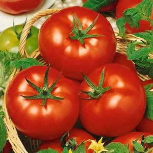 Rajčiak Tornádo F1 vyobraziť