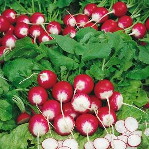 Reďkovka Poloneza vyobraziť