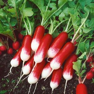 Reďkovka Slovana vyobraziť