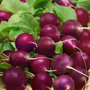 Reďkovka Viola vyobraziť