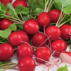 Reďkovka Faraon vyobraziť