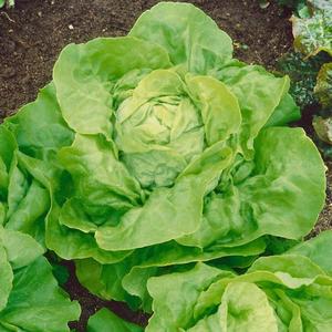 Šalát Cassini vyobraziť