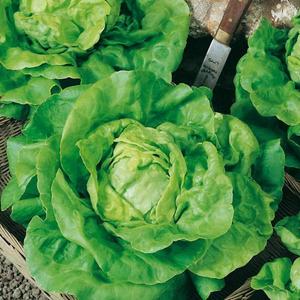 Šalát siaty jarný, skorý vyobraziť