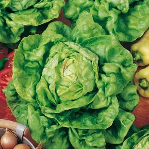 Šalát siaty letný Lento vyobraziť