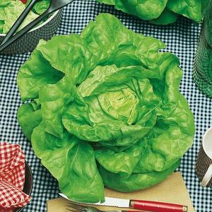 Šalát Humil vyobraziť