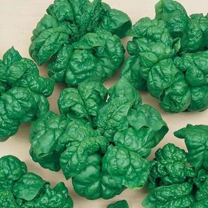 Špenát siaty Matador vyobraziť