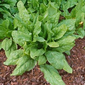 Šťavel záhradný vyobraziť