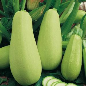 Tekvica kríčková Kveta vyobraziť