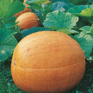 Tekvica veľkoplodá Golias vyobraziť