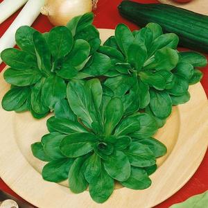 Valeriánka poľná vyobraziť