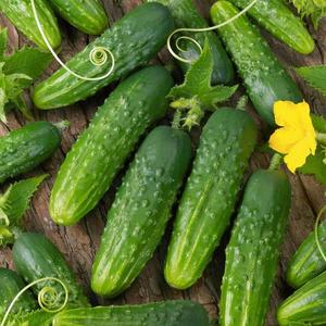 Uhorka Orfeus F1 vyobraziť