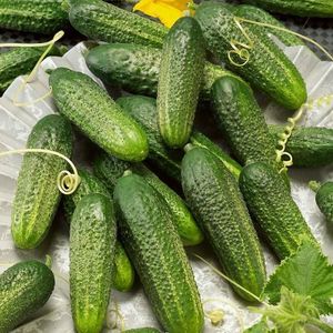 Uhorka Partner F1 vyobraziť