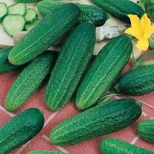 Uhorka Santana F1 vyobraziť