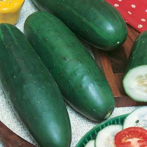 Uhorka Jogger F1 vyobraziť